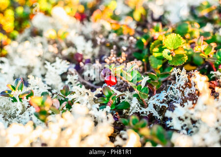 Small red ripe cowberry in a white reindeer lichen Stock Photo