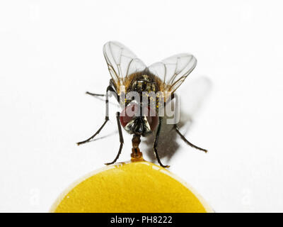 Close-up, fly front eating honey on a table Stock Photo