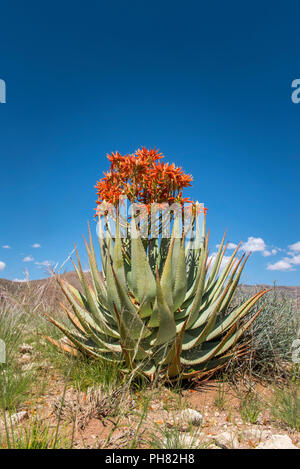 red-aloe-aloe-namibensis-