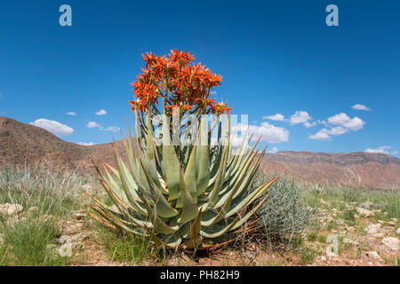 red-aloe-aloe-namibensis-