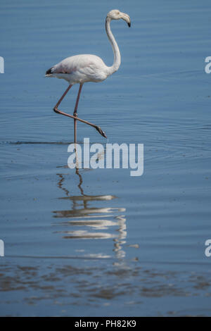 Pink Flamingo (Phoenicopterus roseus), Walvis Bay, Erongo District, Namibia Stock Photo