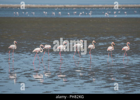 Pink Flamingos (Phoenicopterus roseus), Walvis Bay, Erongo District, Namibia Stock Photo