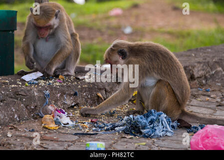 Horizontal close up of monkeys scavenging for food at a rubbish bin. Stock Photo