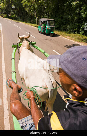 Vertical passenger view from an ox-drawn cart in Sri Lanka. Stock Photo