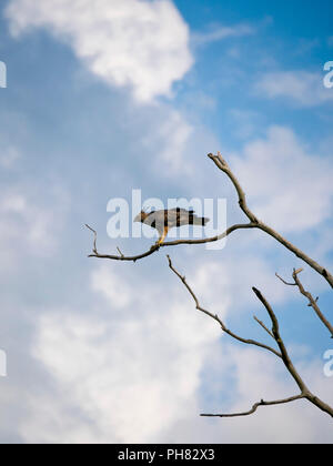 Vertical view of a crested or changeable hawk-eagle perched in a tree. Stock Photo