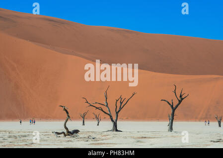 Dead camelthorn trees (Acacia erioloba) off sand dunes, Dead Vlei, Sossusvlei, Namib Desert, Namib Naukluft National Park Stock Photo