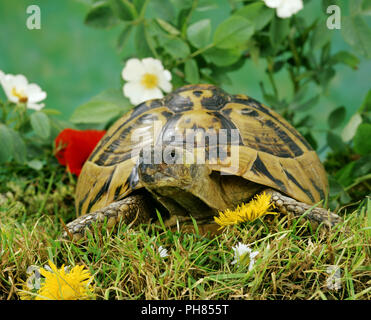 Greek Tortoise, Hermann's Tortoise as a pet Stock Photo