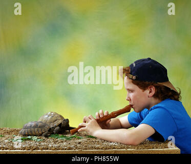 Greek Tortoise, Hermann's Tortoise as a pet Stock Photo