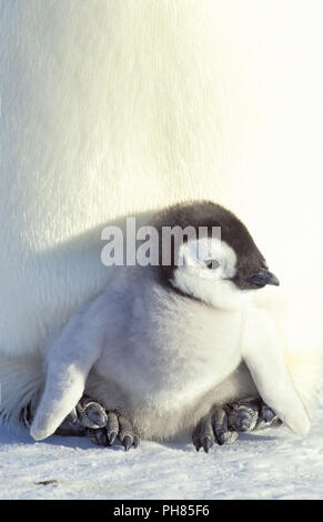 Emperor penguin, Kaiserpinguin,  Aptenodytes forsteri, Stock Photo