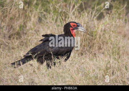 kaffernhornrabe, bucorvus leadbeateri, southern ground-hornbill, ground hornbill Stock Photo
