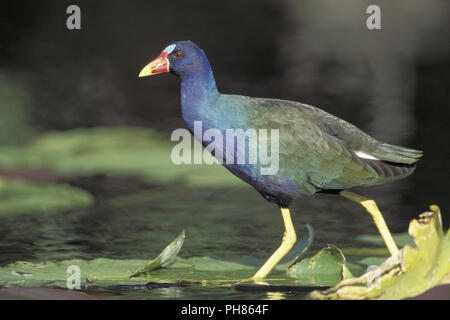 zwergsultanshuhn, porphyrula martinica, american purple gallinule Stock Photo