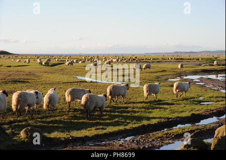 Sheep grazing in the early morning light on the saltings on the coast near Flookborough, on the Cartmel Peninsula in Morceambe Bay, Cumbria Stock Photo