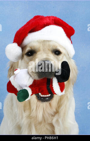 Golden Retriever mit Weihnachtsmuetze, Golden Retriever with X-Mas cap Stock Photo