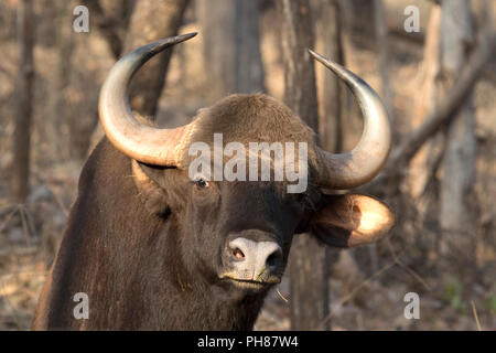 Wild Gaur in Satpura, India Stock Photo