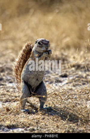 a ground squirrel in etosha national park namibia Stock Photo