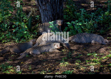 banded mongoose in etosha national park namibia Stock Photo