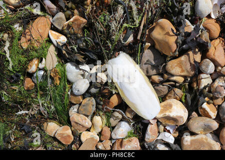 A cuttlefish bone or cuttlebone with pebbles and seaweed on the beach Stock Photo