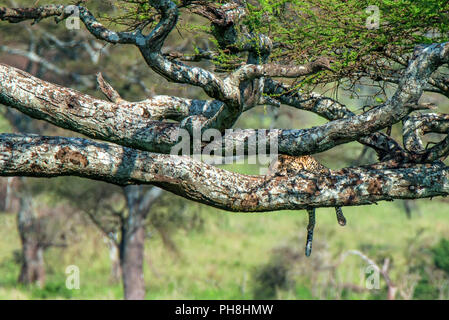 African leopard or Panthera pardus rests on a branch of a tree Stock Photo