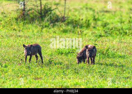 Three little baby warthogs or Phacochoerus africanus in Ngorongoro national park in Tanzania Stock Photo