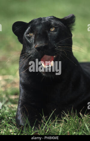 Schwarzer Leopard, Black Leopard  (Panthera pardus melanistic) Stock Photo