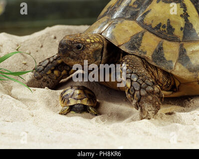 Greek Tortoise, Hermann's Tortoise as a pet Stock Photo