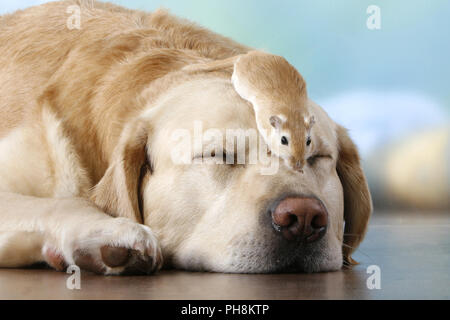 blonder Labrador, Rennmaus,  Labrador Retriever, gerbil Stock Photo