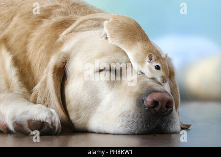 blonder Labrador, Rennmaus,  Labrador Retriever, gerbil Stock Photo