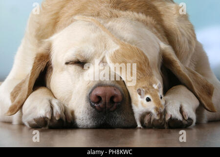 blonder Labrador, Rennmaus,  Labrador Retriever, gerbil Stock Photo