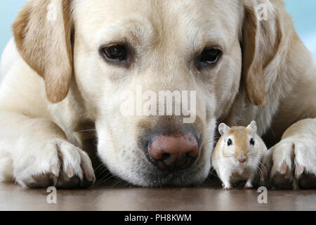 blonder Labrador, Rennmaus,  Labrador Retriever, gerbil Stock Photo