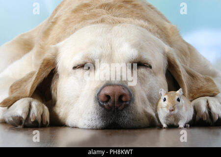 blonder Labrador, Rennmaus,  Labrador Retriever, gerbil Stock Photo