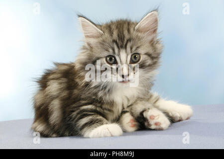 Norwegian Forest Cat, seven weeks old Stock Photo