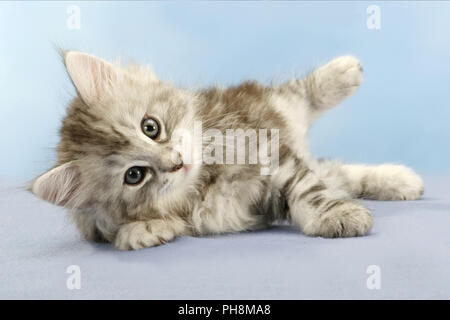 Norwegian Forest Cat, seven weeks old Stock Photo