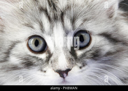 Norwegian Forest Cat, seven weeks old Stock Photo