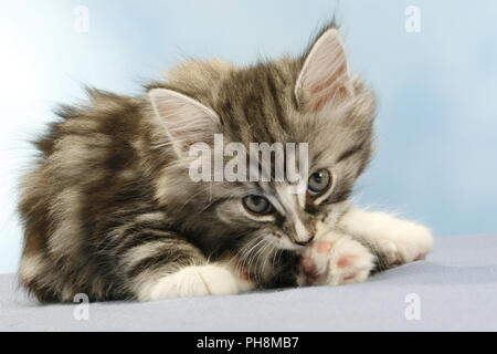 Norwegian Forest Cat, seven weeks old Stock Photo