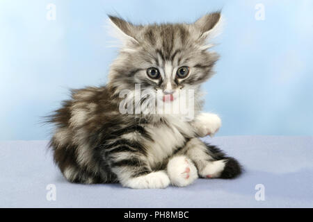 Norwegian Forest Cat, seven weeks old Stock Photo