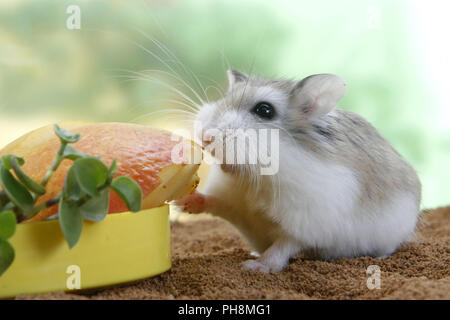 Roborowski Zwerghamster, Phodopus roborovskii, Roborovski hamster Stock Photo