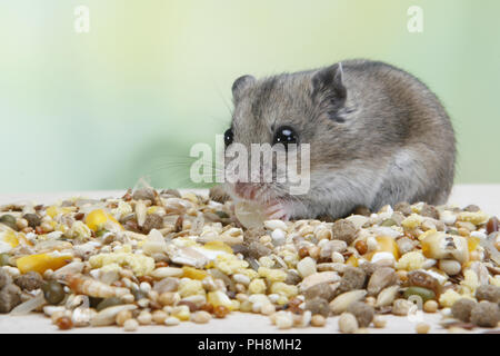 Chinesischer Streifenhamster, Cricetulus griseus, Chinese hamster Stock ...