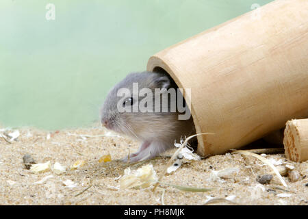 russian dwarf hamster Stock Photo