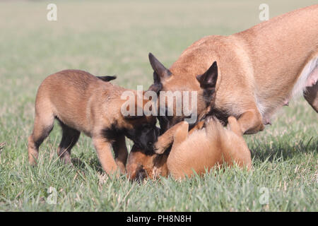 Malinois, Belgian Shepherd Dog Stock Photo