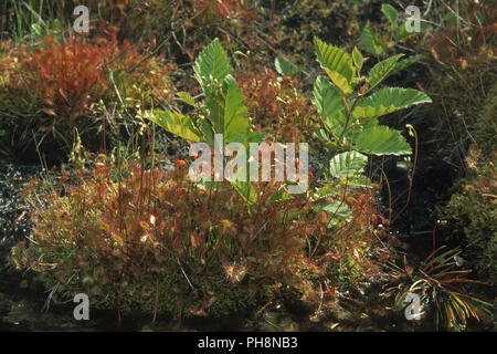 round-leaved sundew, Rundblaettriger Sonnentau, Drosera rotundifolia Stock Photo