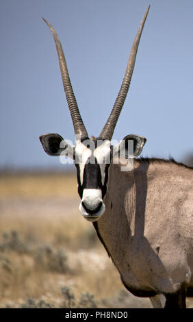 a sprinbok in Etosha National Park Namibia Stock Photo - Alamy