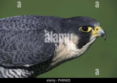 Wanderfalke, Peregrine Falcon (Falco peregrinus) Stock Photo