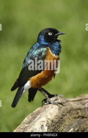 Dreifarben-Glanzstar, Superb Starling (Lamprotornis superbus) Stock Photo