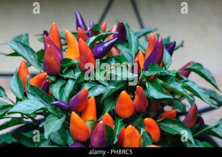 Pepper bush with purple and orange chili peppers Stock Photo