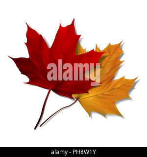 Realistic red maple leaf isolated on white background. Vector eps10 ...