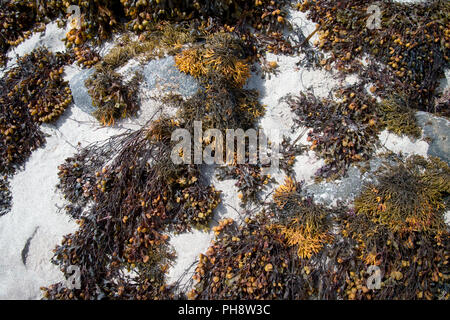 Scotland. Sutherland. Seaweed on the beach at low tide. Stock Photo