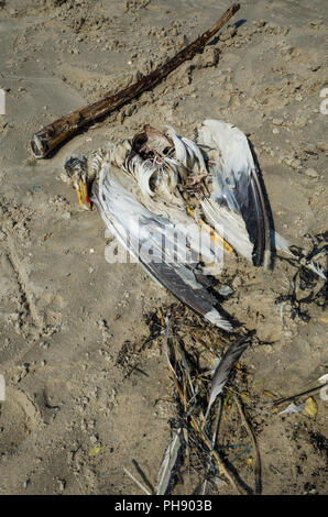 Am Strand Langeoog. Germany Deutschland. A Sea Gull's rotting corpse ...