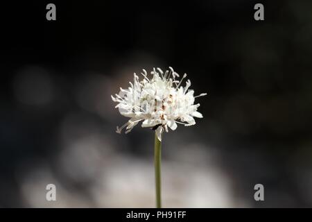 Cream Pincushions  (Scabiosa ochroleuca) Stock Photo