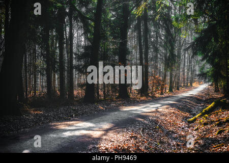 Forest path in Taunus region, Hesse, Germany Stock Photo