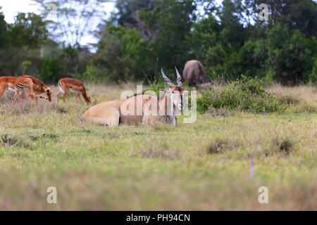 cape eland at addo elephant national park Stock Photo